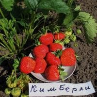 Клубника Кимберли/Ранняя Клубника Кимберли/Ранняя фото