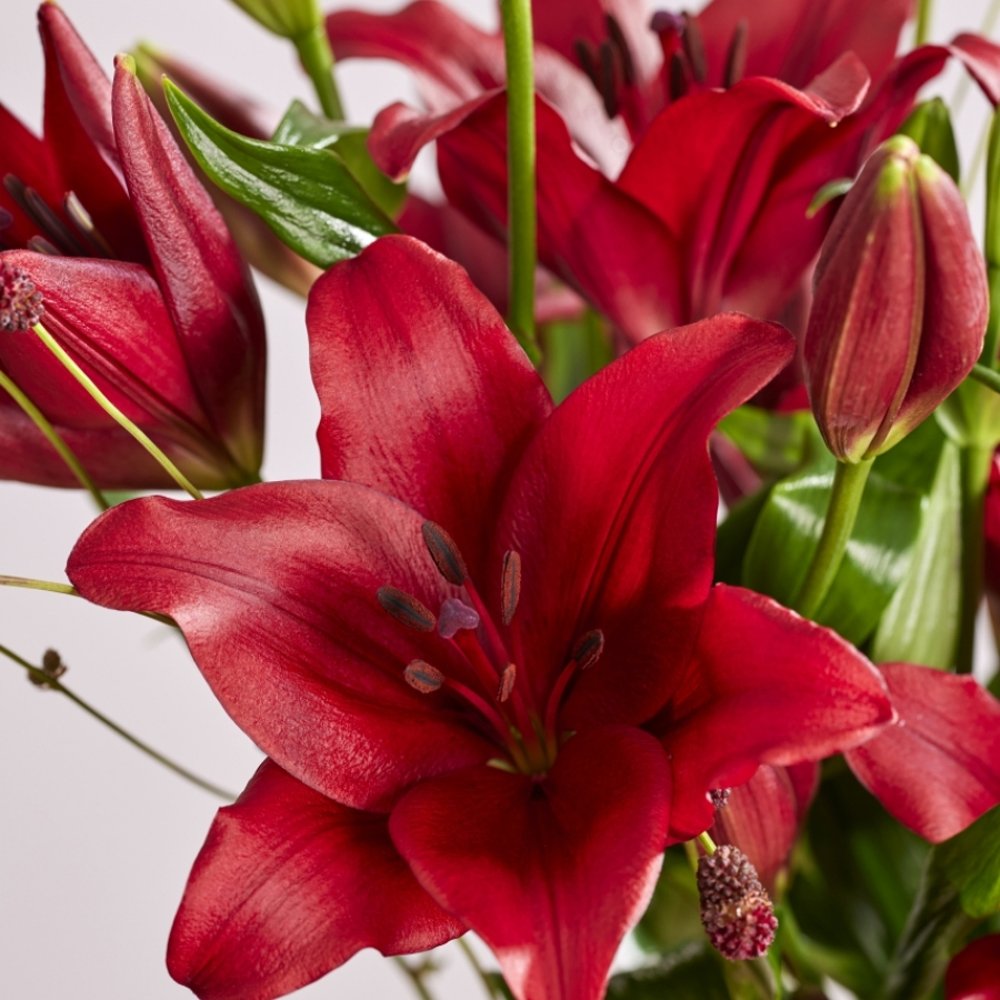 Лилия Динамикс Лилия Динамикс - Dolina-Sad.Ru