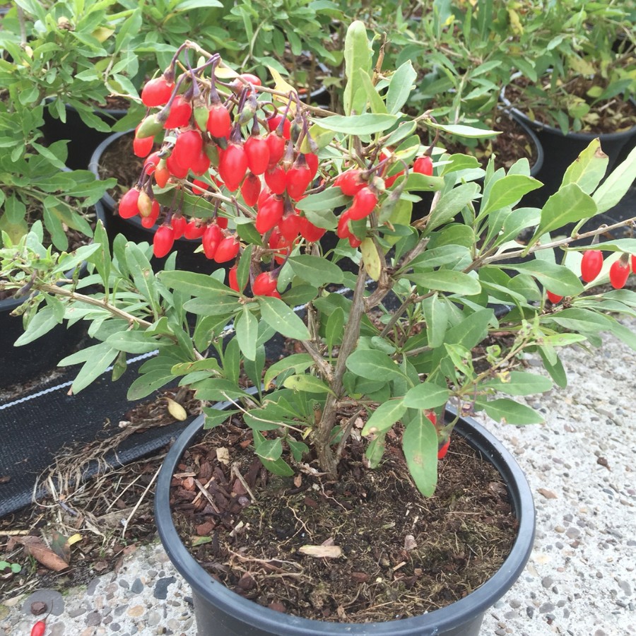 Дереза Литтл Годжи - Dolina-Sad.Ru