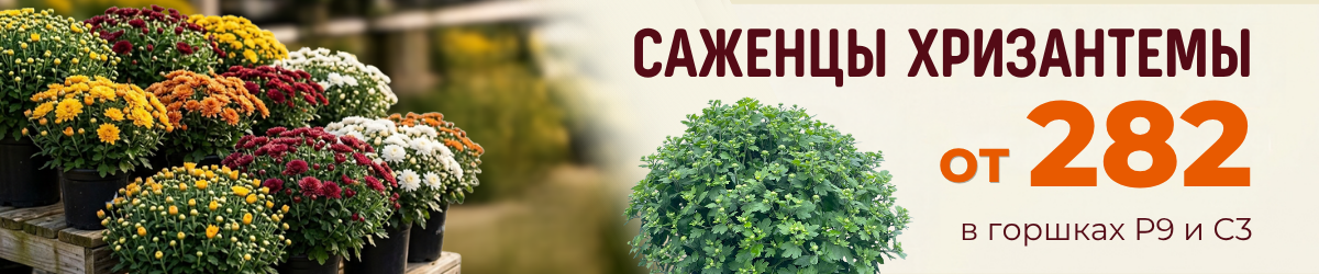 хризантема акция хризантема акция