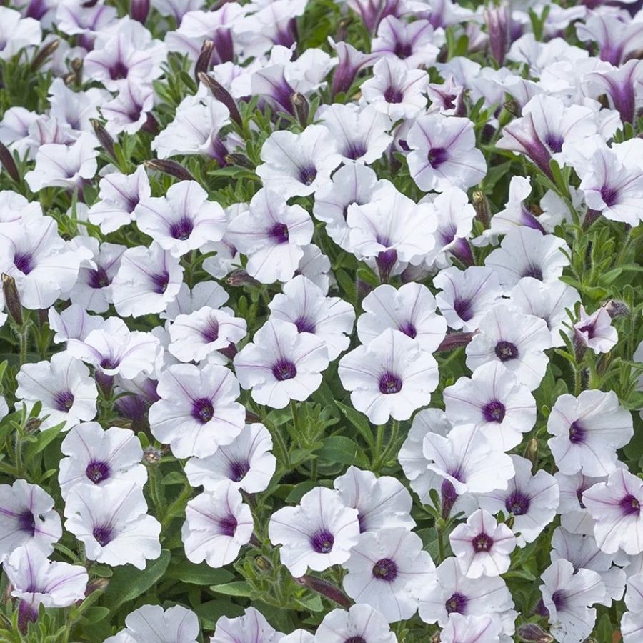 Петуния Баблс Вайт - Dolina-Sad.Ru