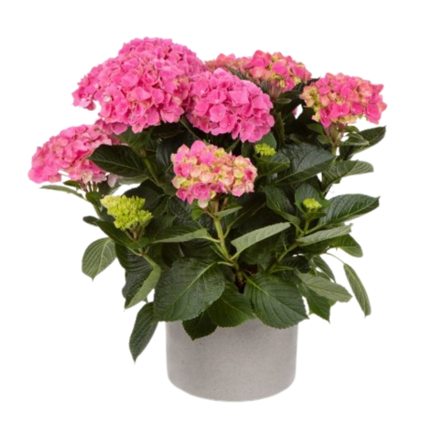 Гортензия крупнолистная Хай Скай Гортензия крупнолистная Хай Скай - Dolina-Sad.Ru