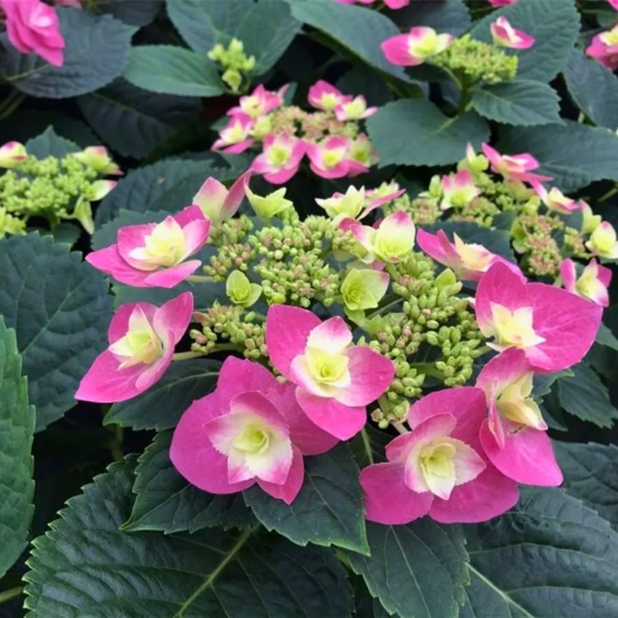 Гортензия крупнолистная Флейм Хот Пинк, С2 Гортензия крупнолистная Флейм Хот Пинк, С2 - Dolina-Sad.Ru