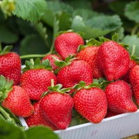 Клубника Элианни/Ранняя Клубника Элианни/Ранняя фото