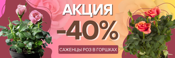 розы - 40%