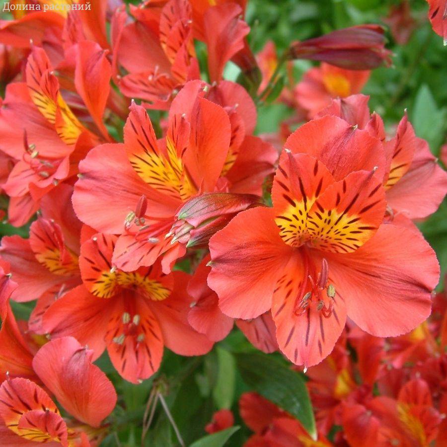 Альстромерия Марс Альстромерия Марс - Dolina-Sad.Ru