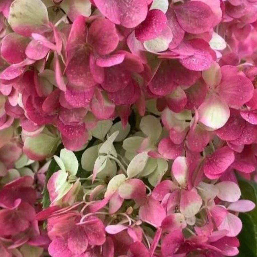 Гортензия метельчатая Краса Лесково на штамбе Гортензия метельчатая Краса Лесково на штамбе - Dolina-Sad.Ru