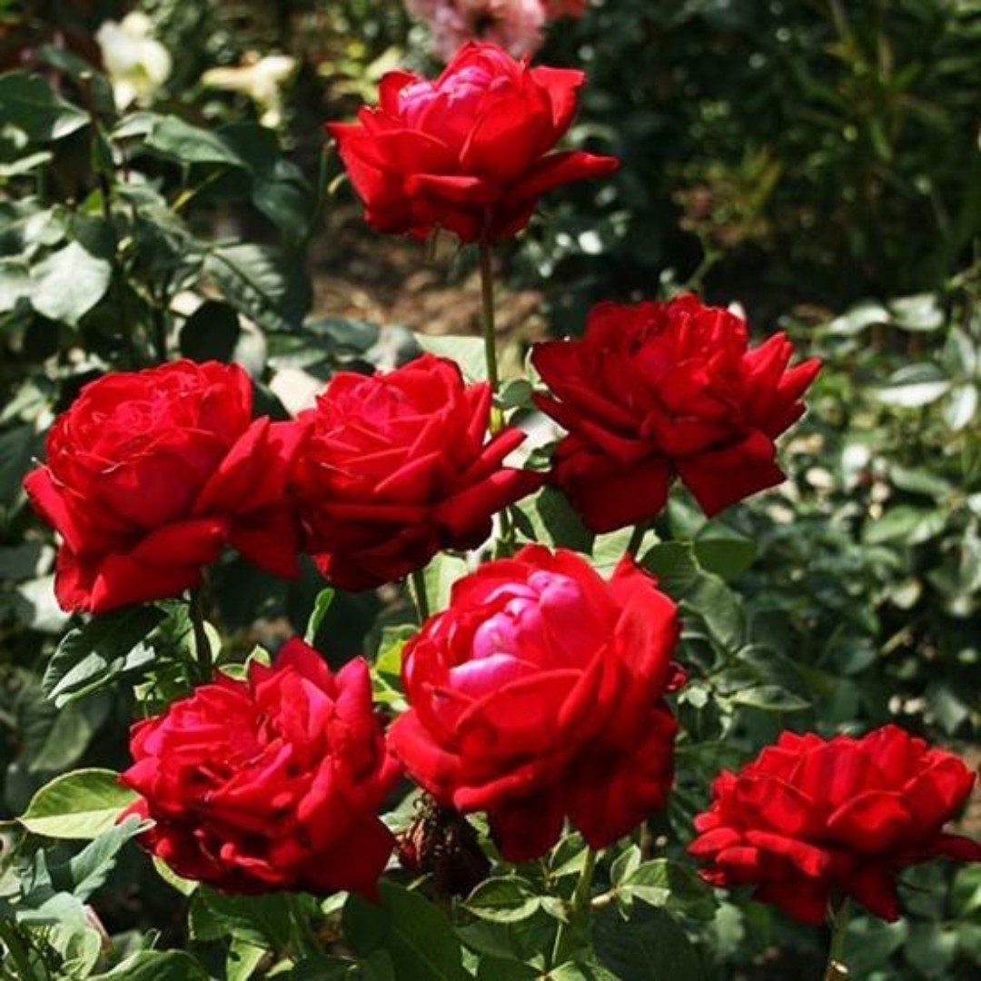 Роза Алматинка в горшке Роза Алматинка в горшке - Dolina-Sad.Ru