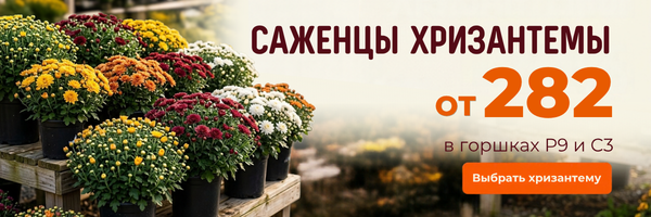 хризантема акция хризантема акция