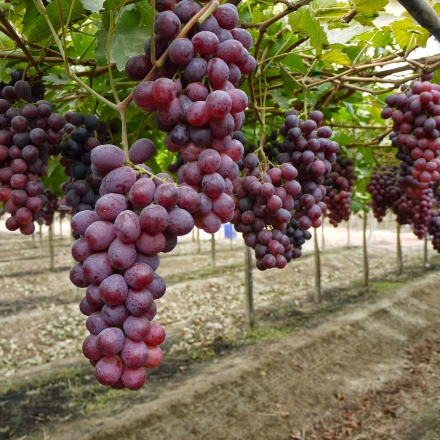 Виноград Ред Глоб Виноград Ред Глоб - Dolina-Sad.Ru