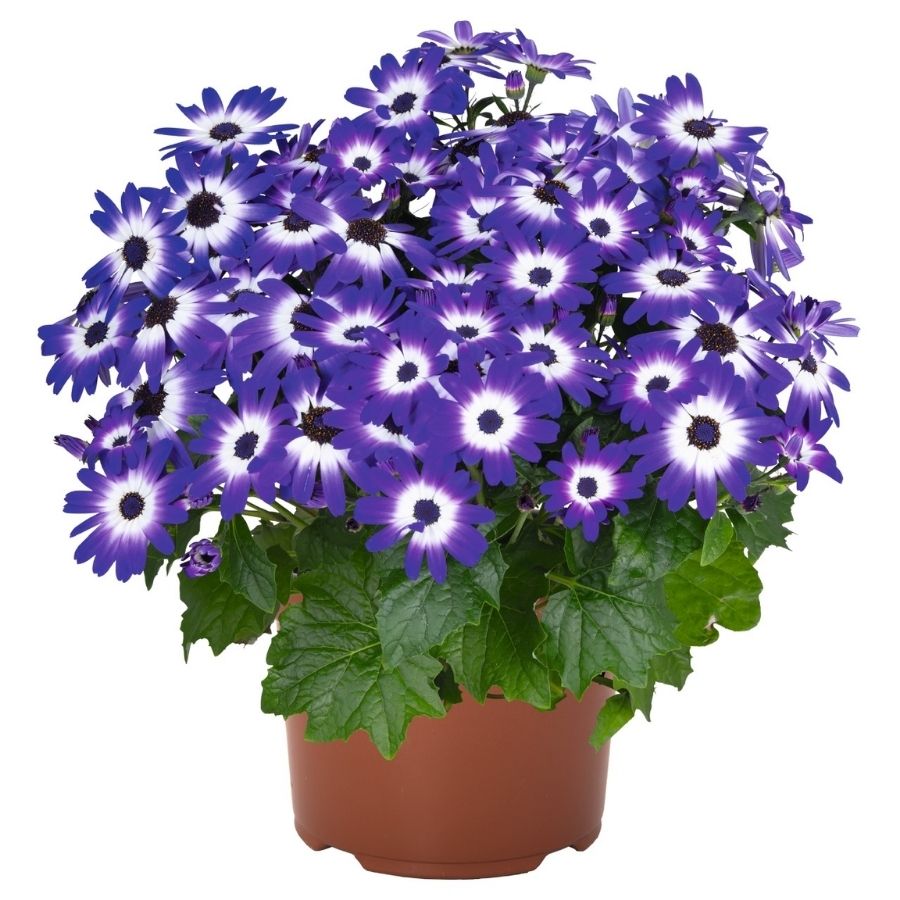 Перекалис Мандала Блю Биколор - Dolina-Sad.Ru