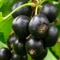 Смородина Память Вавилова Смородина Память Вавилова фото