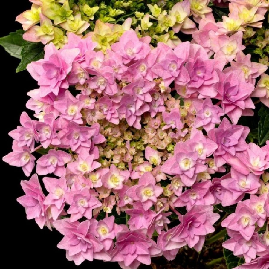 Гортензия крупнолистная Флориа, С2 Гортензия крупнолистная Флориа, С2 - Dolina-Sad.Ru
