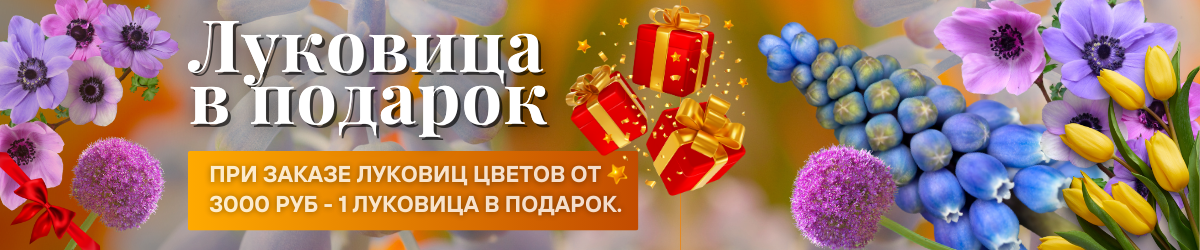 луковицы подарок