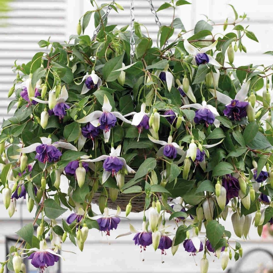 Фуксия Блю Ангел - Dolina-Sad.Ru