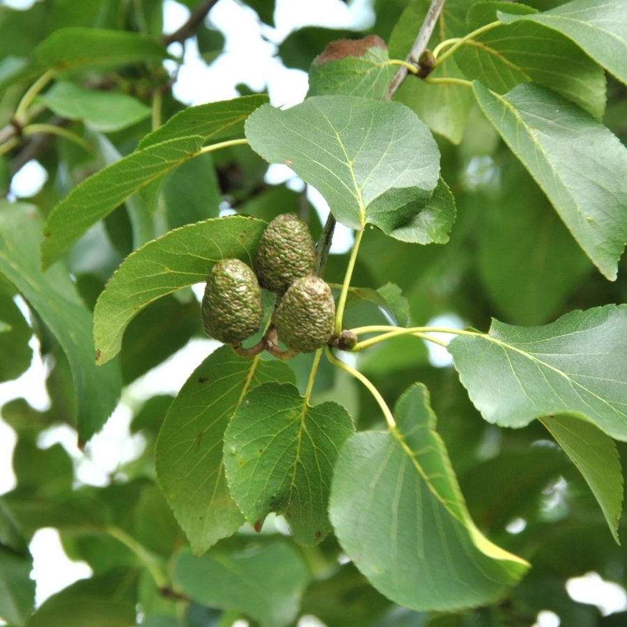 Ольха сердцелистная, С3 - Dolina-Sad.Ru