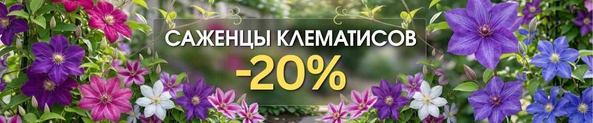 клематисы-20 клематисы-20