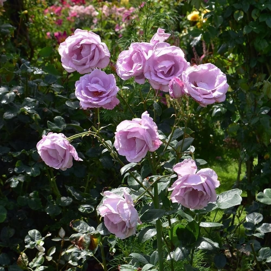 Роза штамбовая Блю Мун - Dolina-Sad.Ru