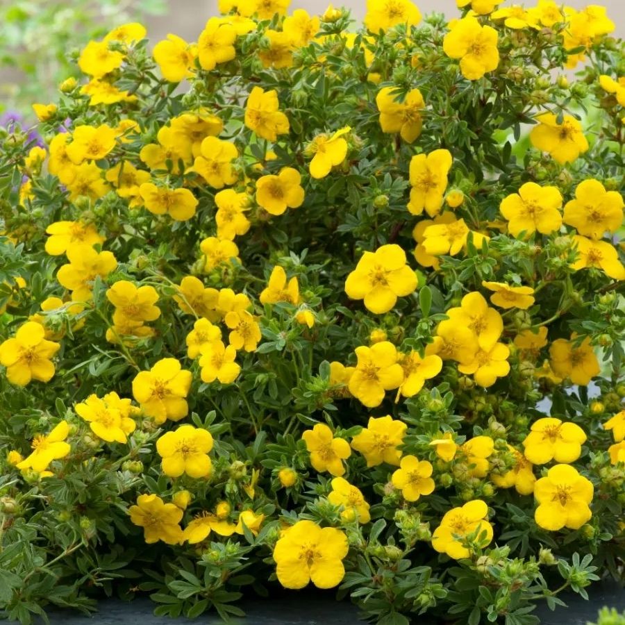 Лапчатка кустарниковая Голдстар, С3 - Dolina-Sad.Ru