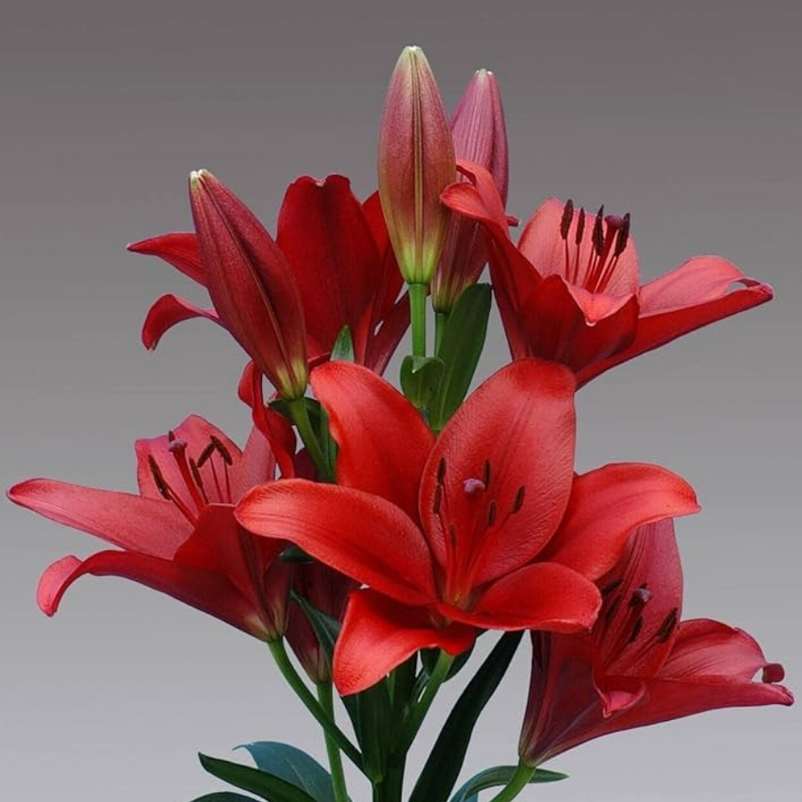 Лилия Динамикс Лилия Динамикс - Dolina-Sad.Ru