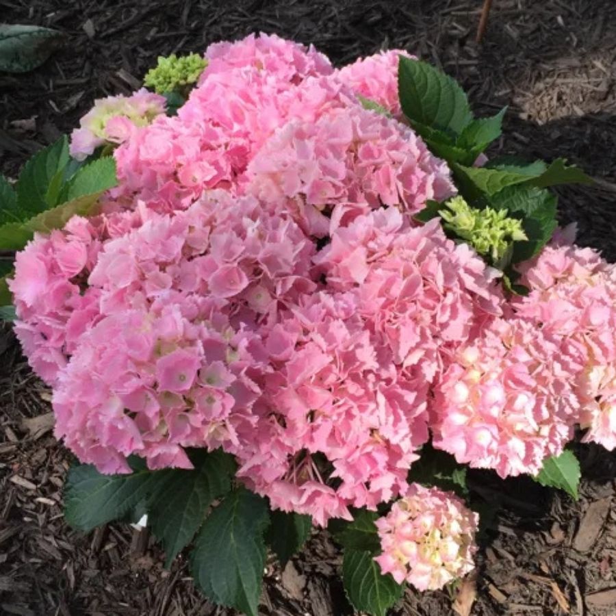 Гортензия крупнолистная Пинк Сенсейшн, С2 Гортензия крупнолистная Пинк Сенсейшн, С2 - Dolina-Sad.Ru