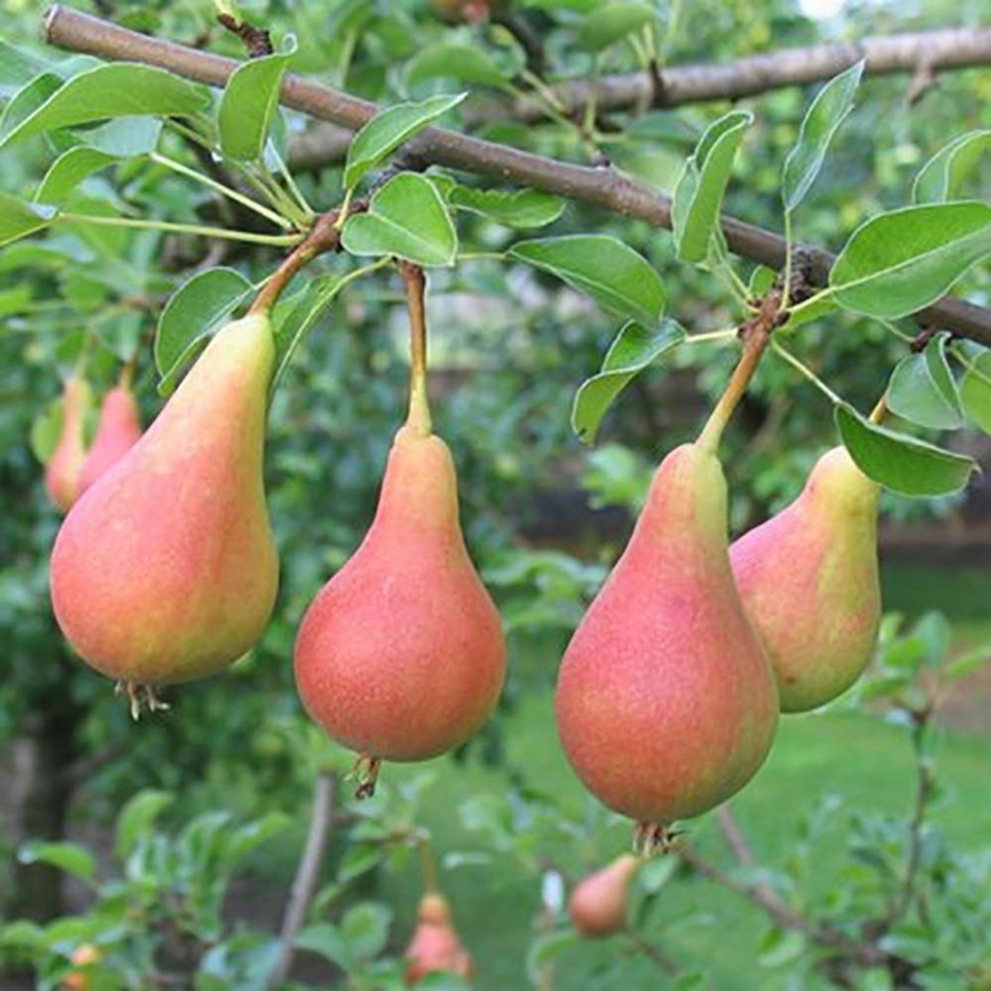 Груша Июньская Красавица - Dolina-Sad.Ru