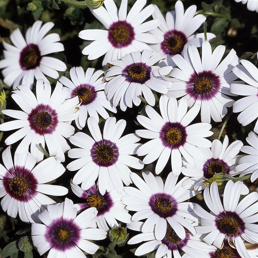 Диморфотека Полярная звезда серия Устойчив к заморозкам ! фото