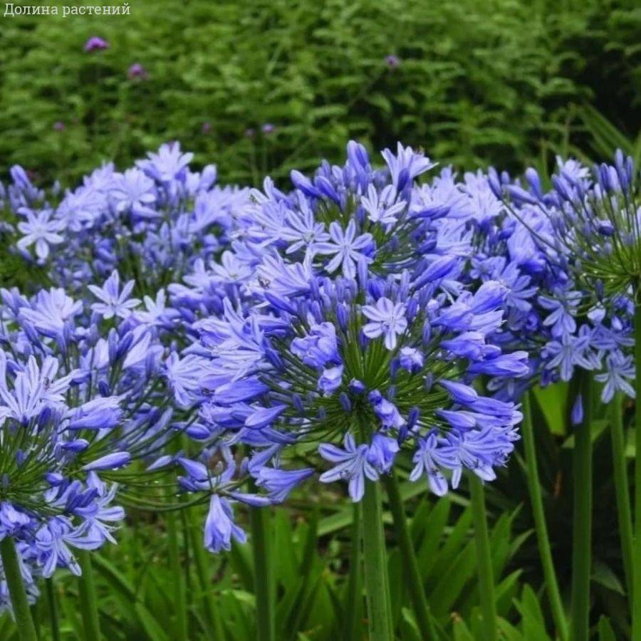 Агапантус Блю Гигант Агапантус Блю Гигант - Dolina-Sad.Ru
