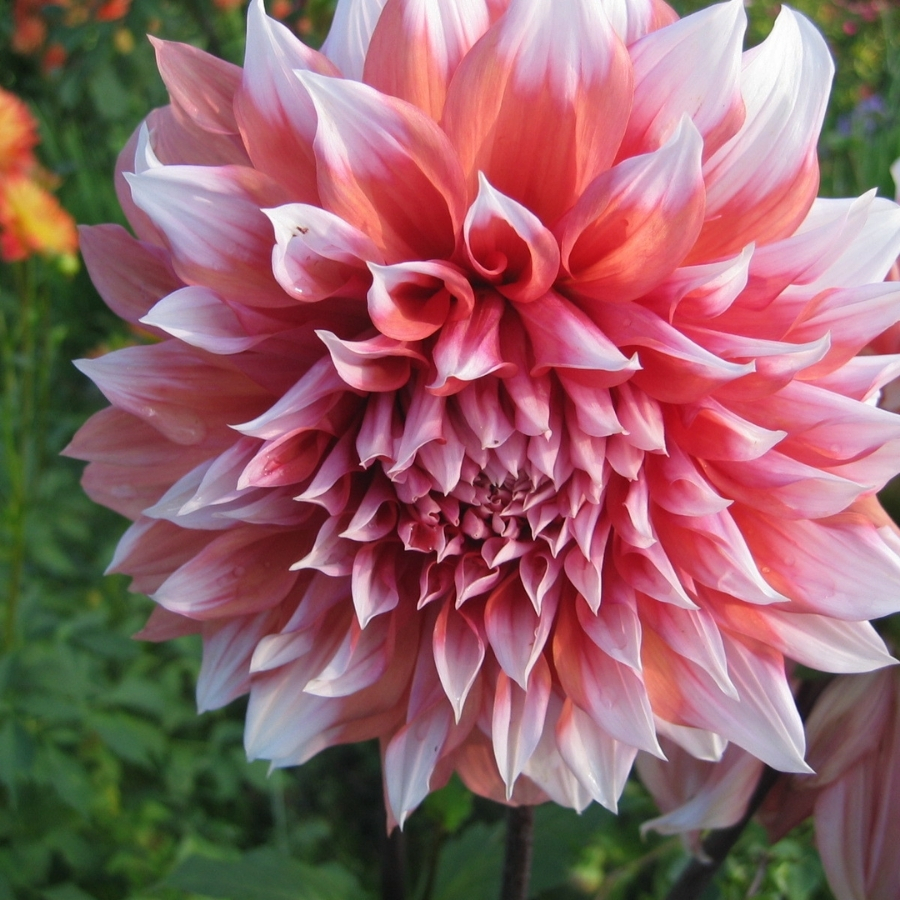 Георгина Голландский фестиваль - Dolina-Sad.Ru