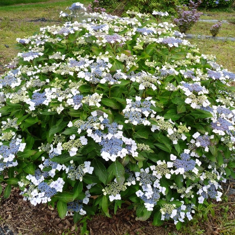 Гортензия крупнолистная Мариесии Грандифлора, С2 Гортензия крупнолистная Мариесии Грандифлора, С2 - Dolina-Sad.Ru