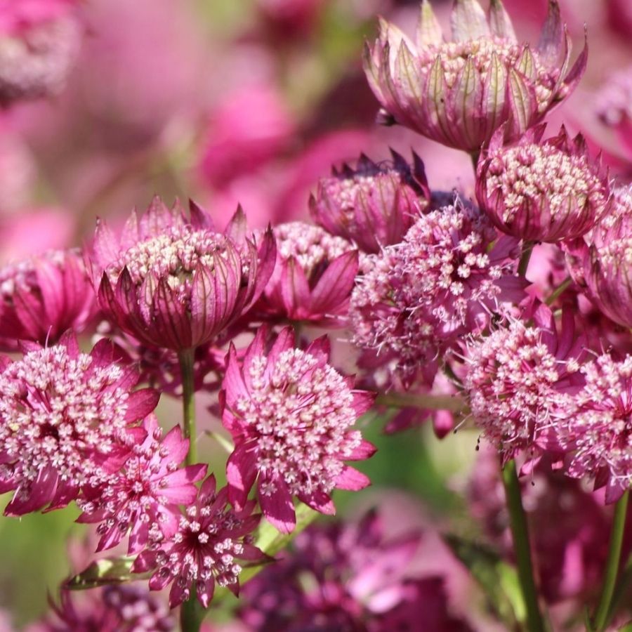 Астранция крупная Ларс Астранция крупная Ларс - Dolina-Sad.Ru