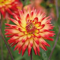 Георгина Карма Бон Бини - Dolina-Sad.Ru