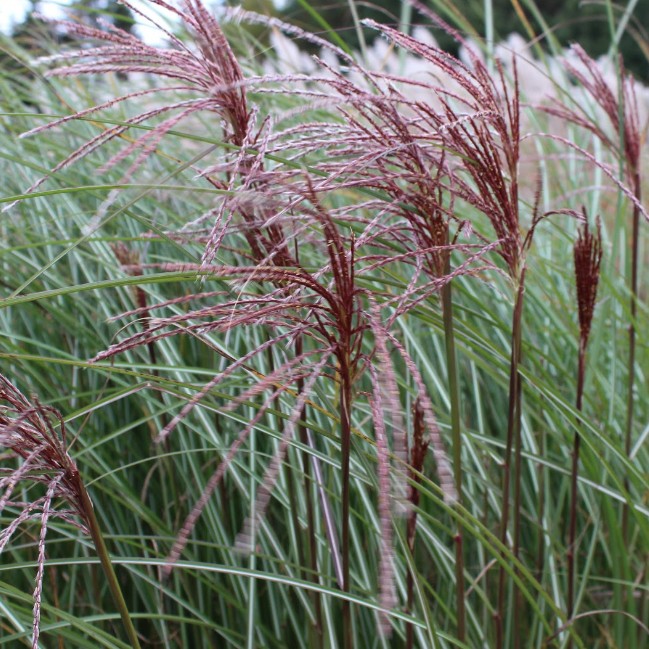 Мискантус китайский Грацилимус , P11 Мискантус китайский Грацилимус , P11 фото