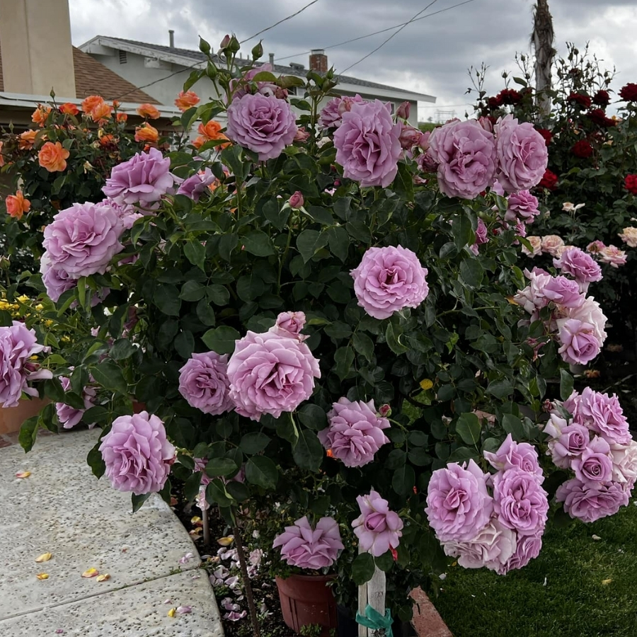 Роза штамбовая Пасифик - Dolina-Sad.Ru