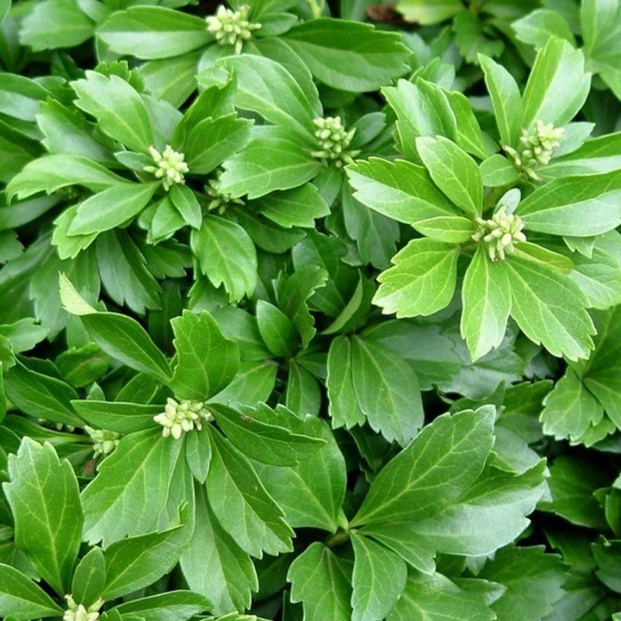 Пахизандра верхушечная Грин Карпет, С3 Пахизандра верхушечная Грин Карпет, С3 - Dolina-Sad.Ru