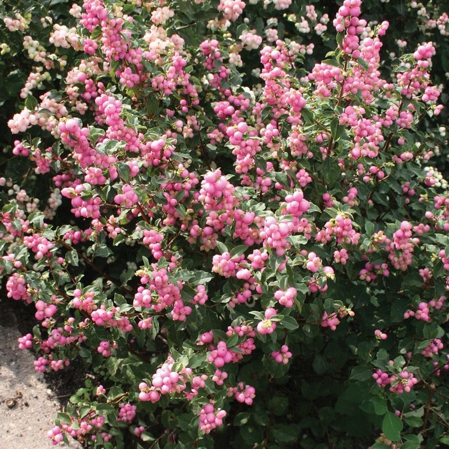 Снежноягодник Мазер оф Перл, С3 Снежноягодник Мазер оф Перл, С3 - Dolina-Sad.Ru