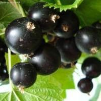 Смородина Голубичка Смородина Голубичка фото