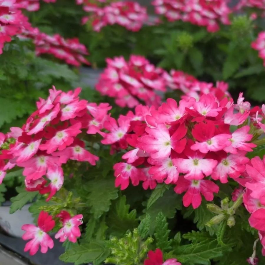 Вербена Дримс Ред Шадес - Dolina-Sad.Ru