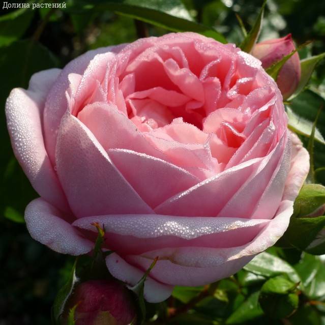 Роза Вояж в горшке - Dolina-Sad.Ru