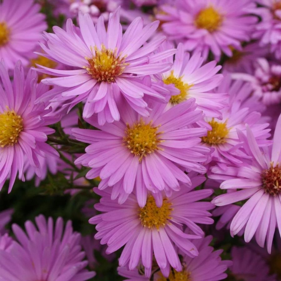 Астра кустарниковая Хербстгрусс вос Бруссурхоф Астра кустарниковая Хербстгрусс вос Бруссурхоф - Dolina-Sad.Ru