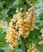 Смородина Большая Белая Смородина Большая Белая фото