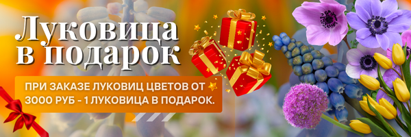 луковицы подарок