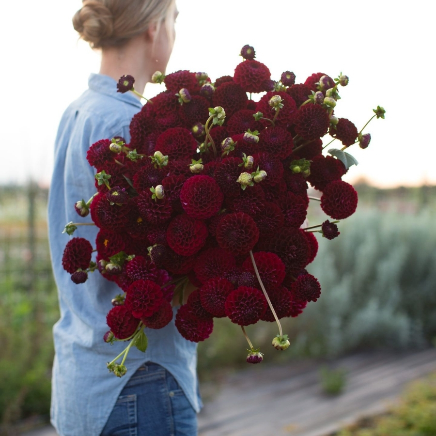 Георгина Натал - Dolina-Sad.Ru