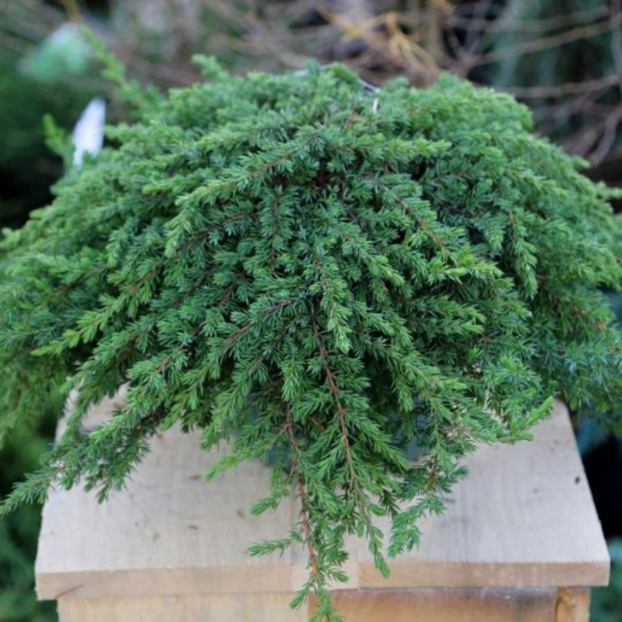 Можжевельник Гринмантл, С3 - Dolina-Sad.Ru