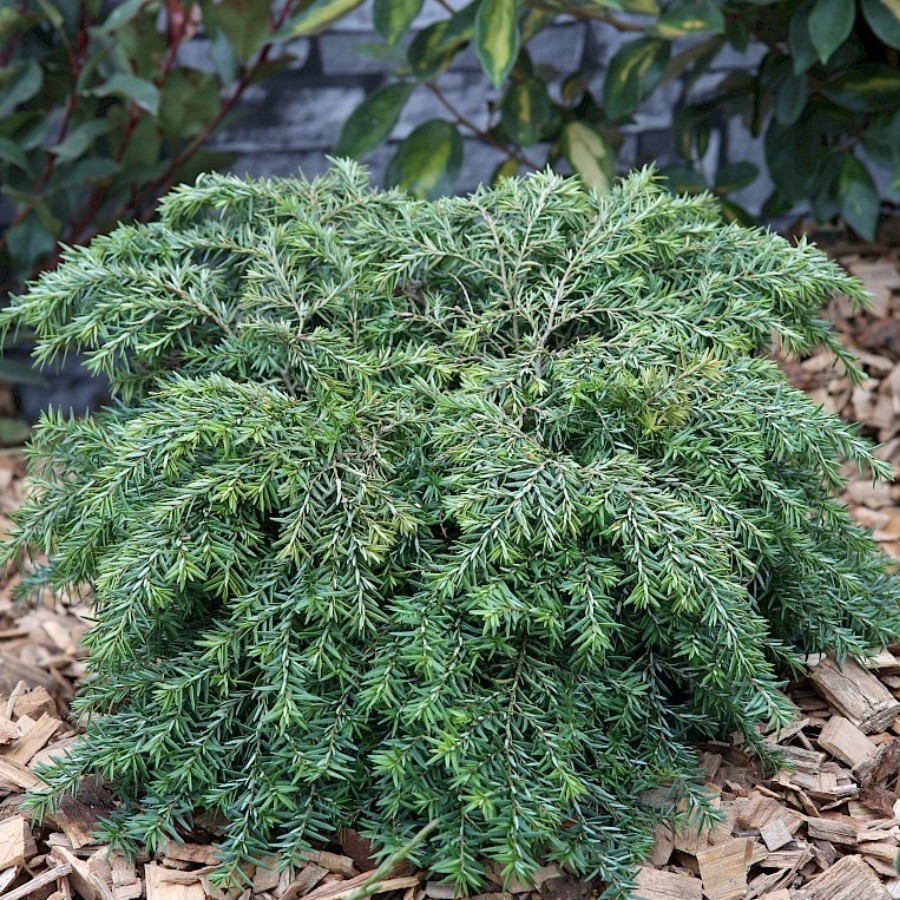 Тсуга канадская Нана - Dolina-Sad.Ru