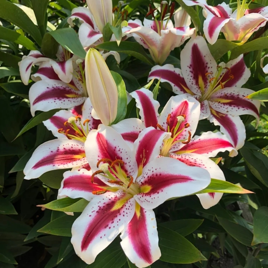 Лилия Биг Смайл - Dolina-Sad.Ru