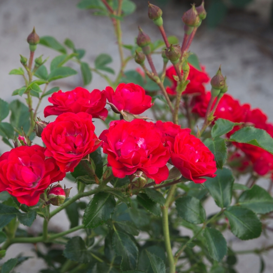 Роза штамбовая Скарлет - Dolina-Sad.Ru