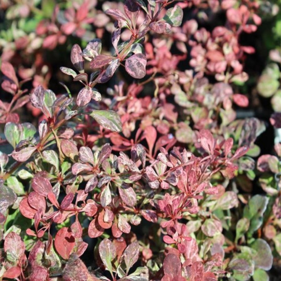 Барбарис тунберга Розетта, С2 - Dolina-Sad.Ru