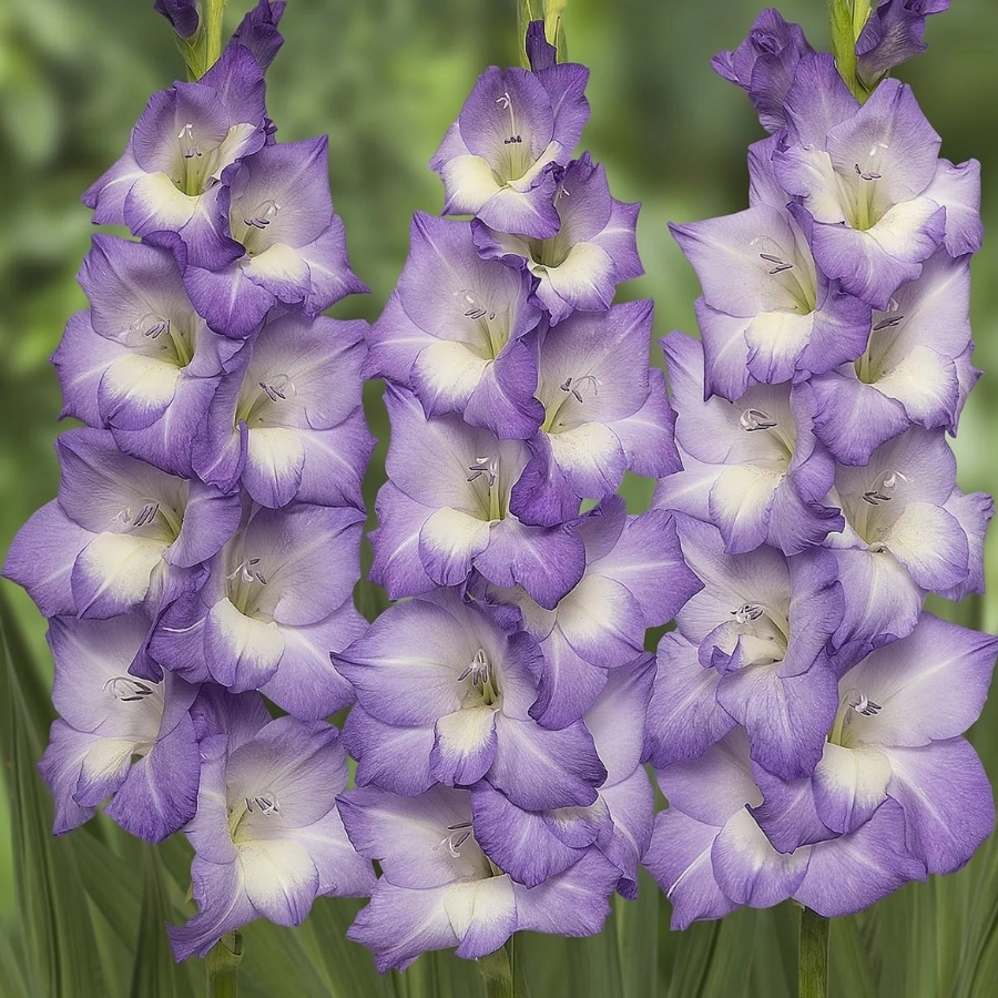 Гладиолус Нори Гладиолус Нори - Dolina-Sad.Ru