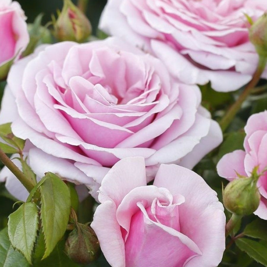 Роза штамбовая Пасифик - Dolina-Sad.Ru